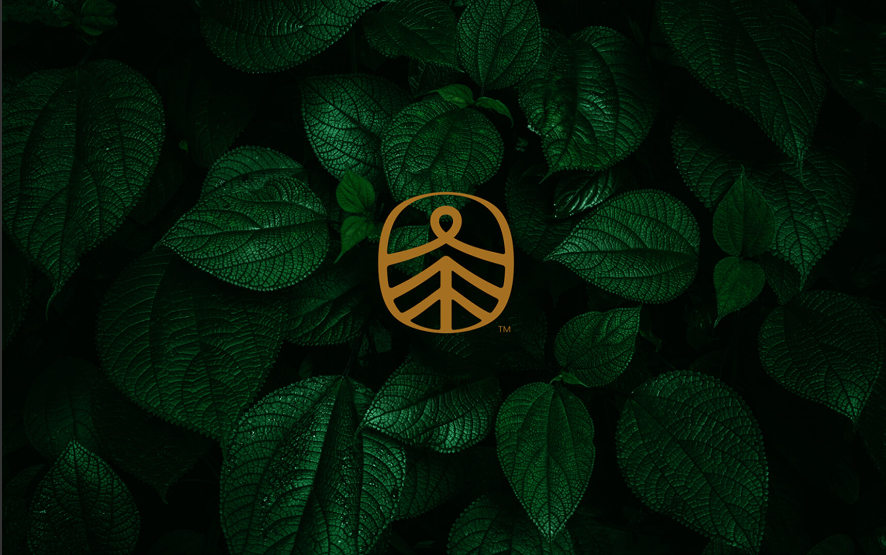 东方茶品牌包装设计